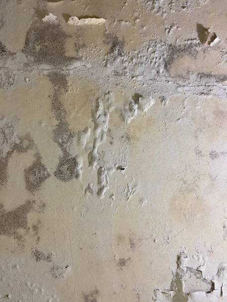 Office Mold Removal Services in Westminster, SC