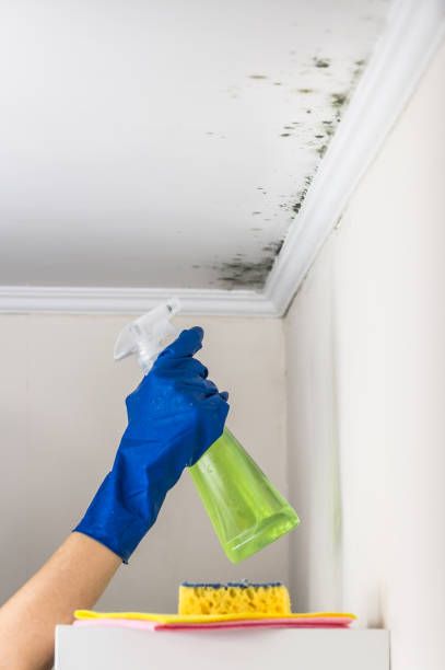 Certified Mold Removal in Westminster, SC